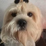 Clips en forme de lunettes avec strass pour chien