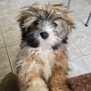 Brioche des Lhassa de Luminia bébé