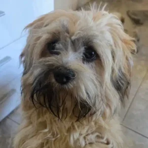 Brioche des Lhassa de Luminia