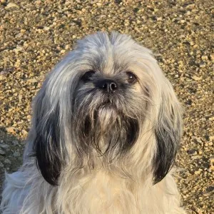 Tabata des Lhassa de Luminia