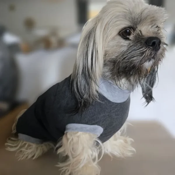 Combinaison de récupération pour chiens femelles