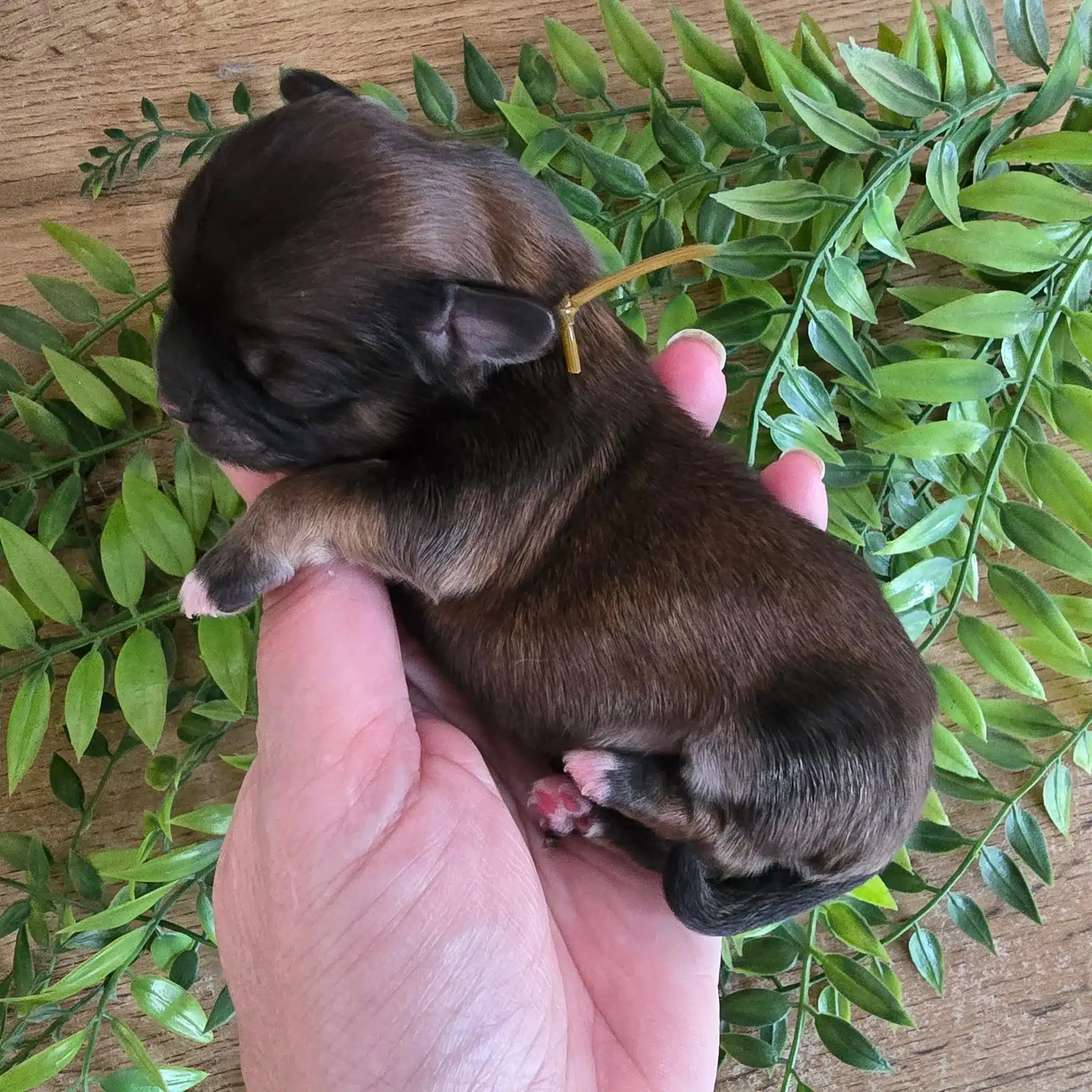 mâle collier marron