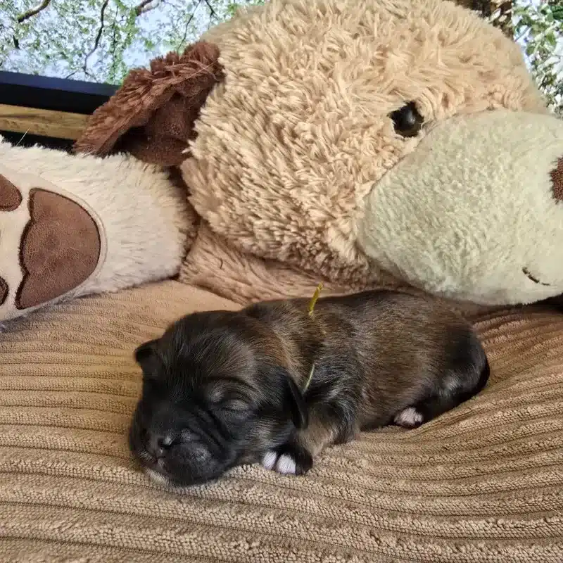 mâle collier marron