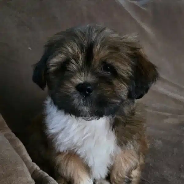 Nutella bébé