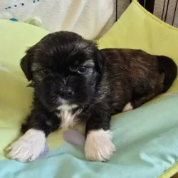 chiot type lhassa apso _ les lhassa de luminia