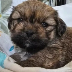chiot type lhassa apso _ les lhassa de luminia