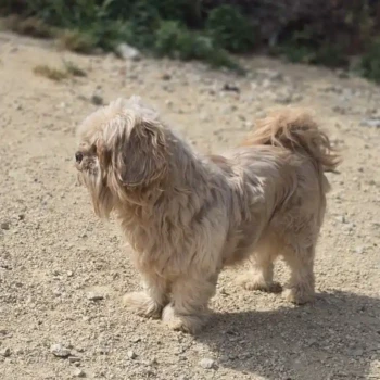 ROMEO